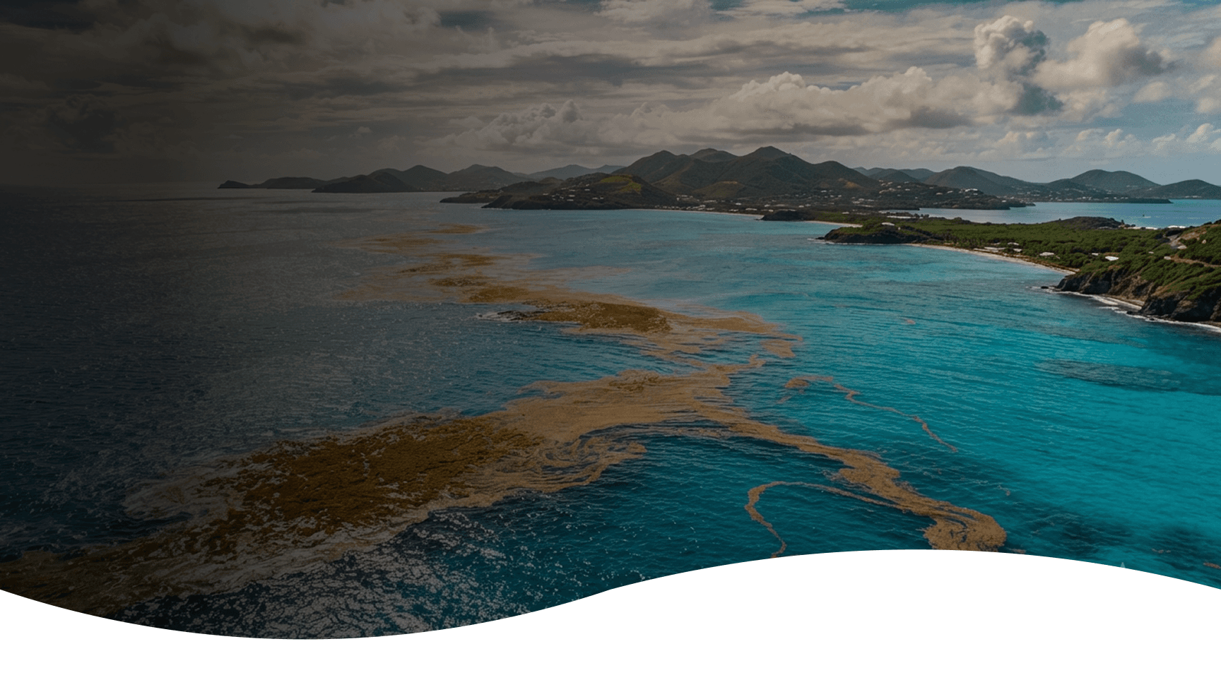Sargassum floating across blue coastal water