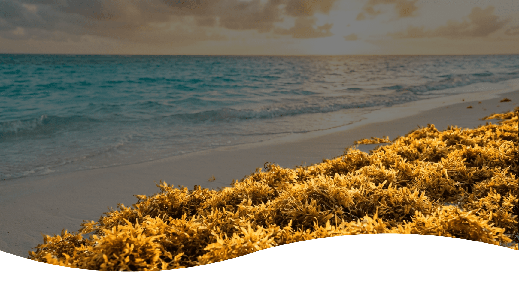 Sargassum on beach