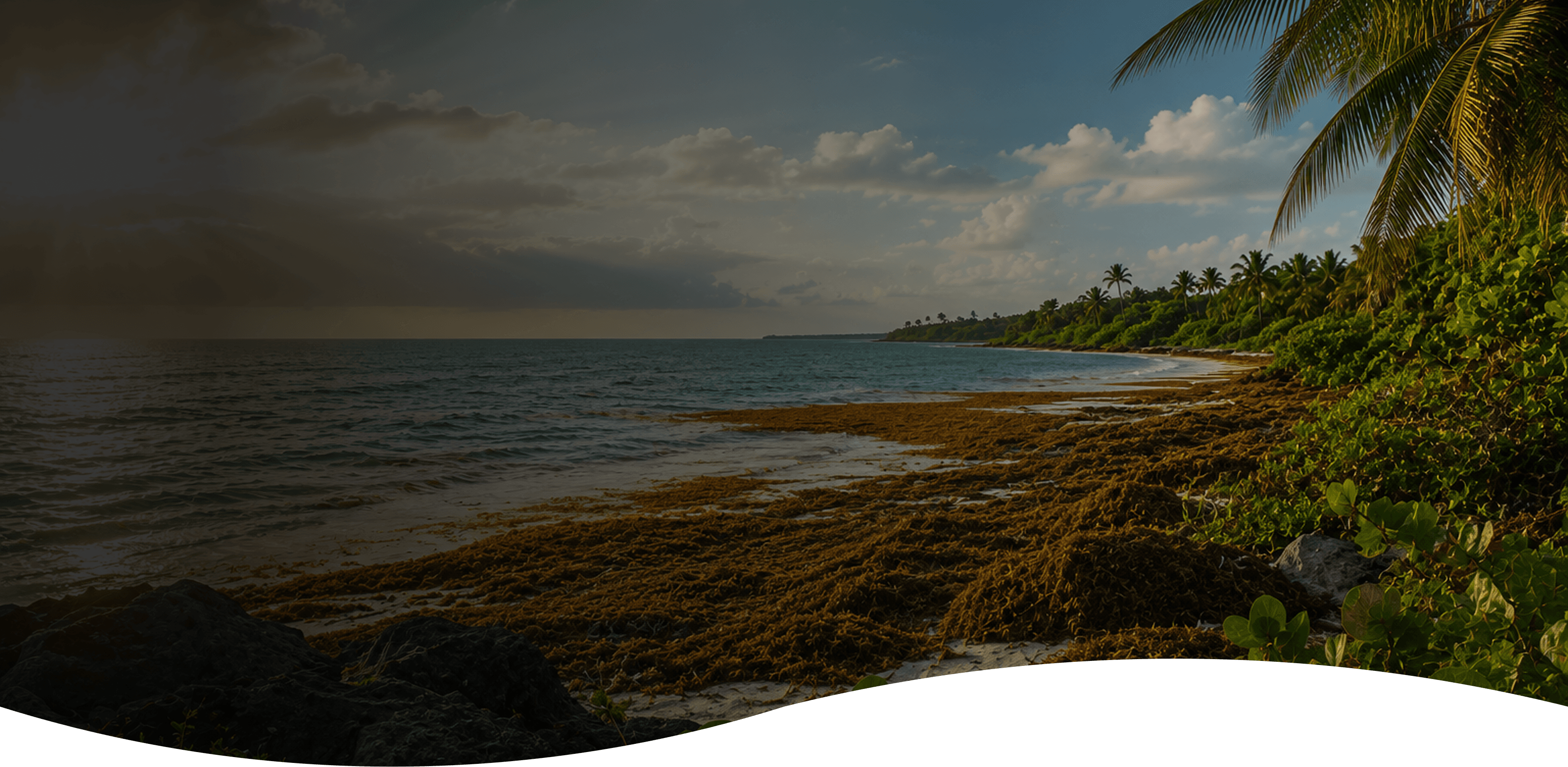 Sargassum coastline