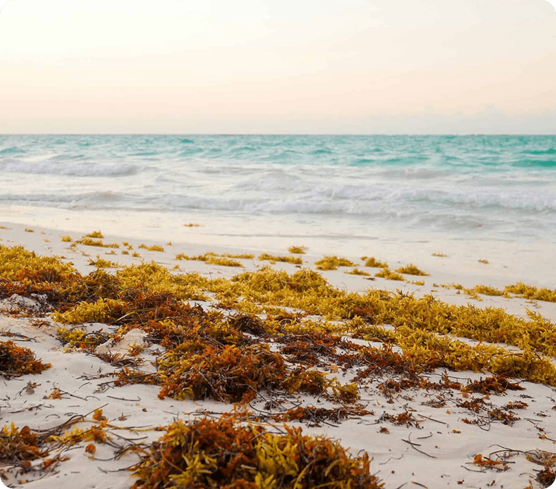 Active Sargassum Response
