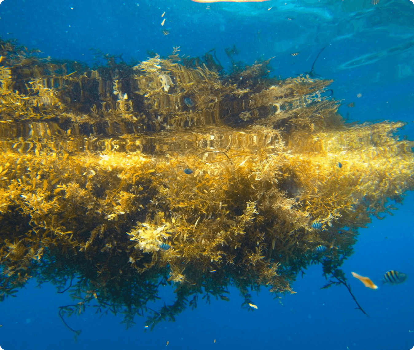 Underwater marine ecosystem affected by sargassum
