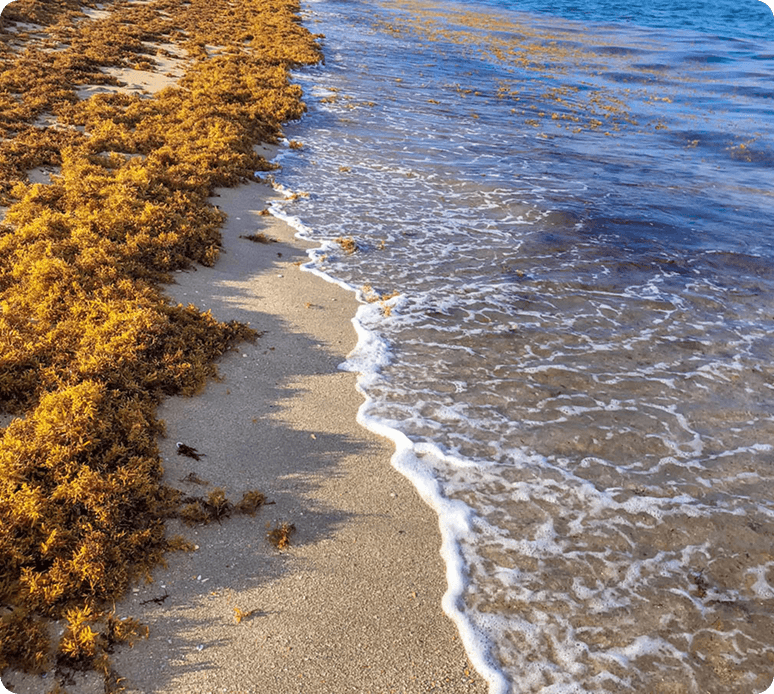 Sargassum along coastline