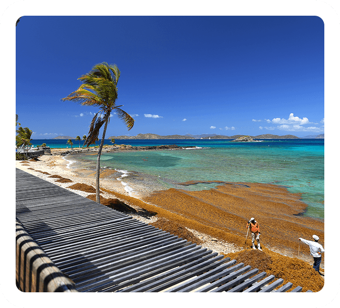 Beach affected by sargassum