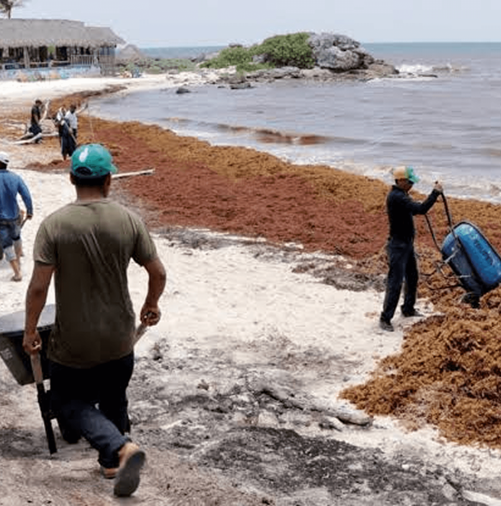Sargassum collection on a beach
