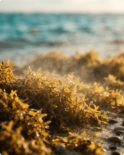 Seaweed Greens Nominated for The Earthshot Prize by The Mills Fabrica — Debuts Bio-Art on a London Taxi.