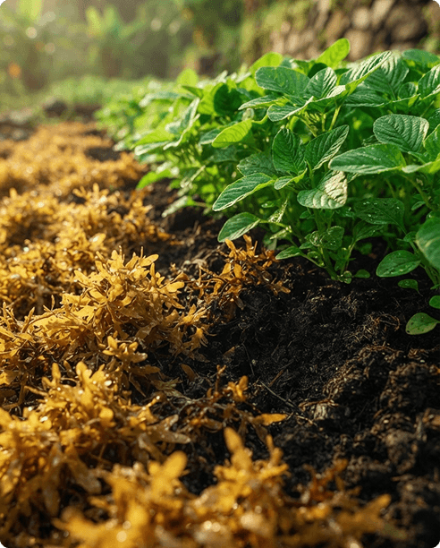 How We Built the Technology Behind Responsible Sargassum Management.