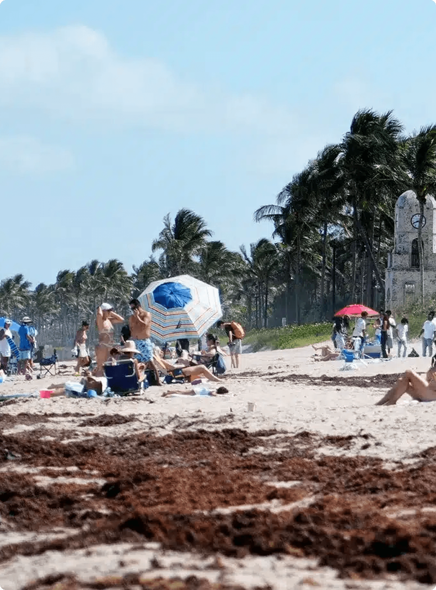 Palm Beach shoreline with sargassum