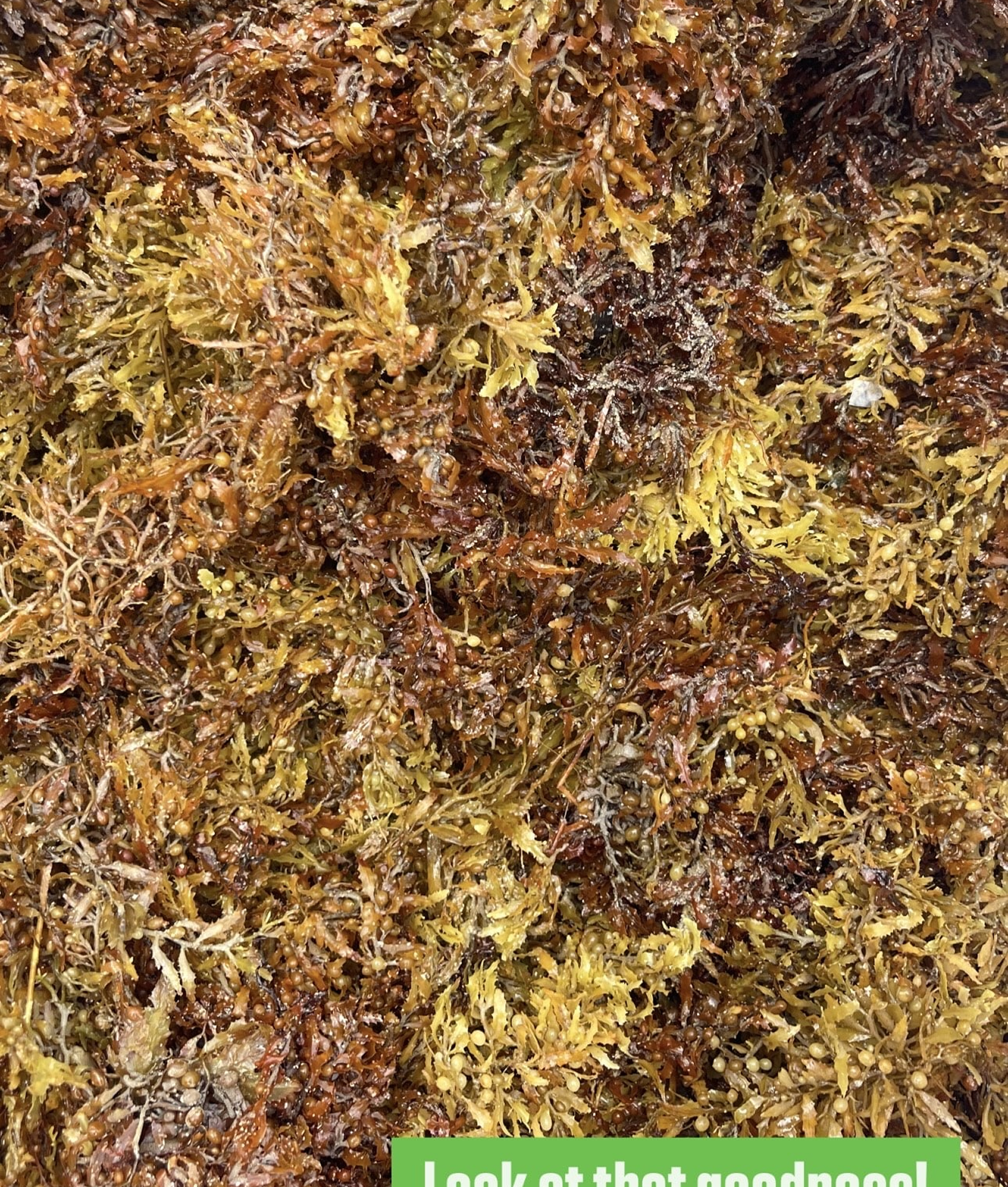 Seaweed soil amendment