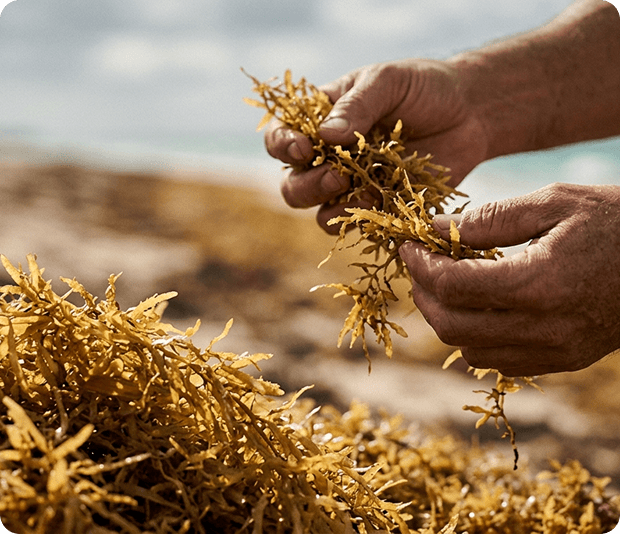 Sargassum being handled
