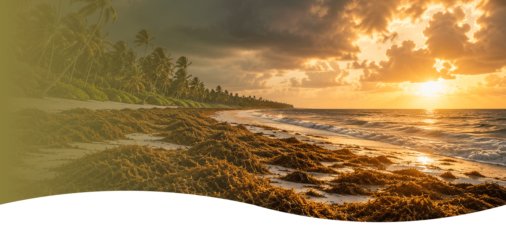 Sargassum along a beach