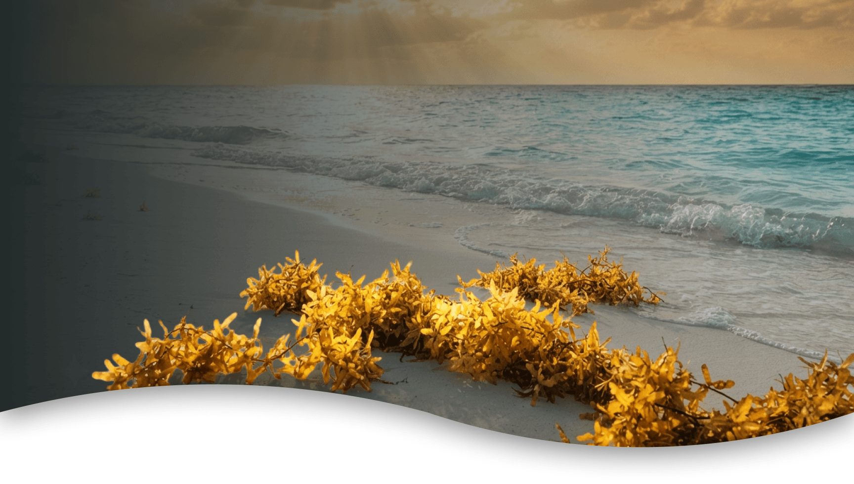 Sargassum on beach