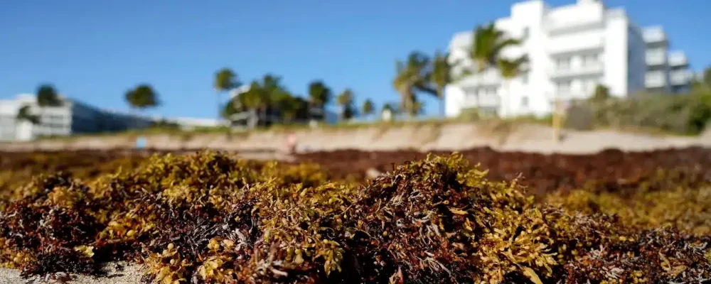 seaweed1