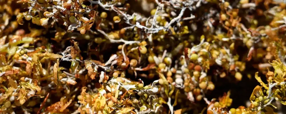 seaweed12
