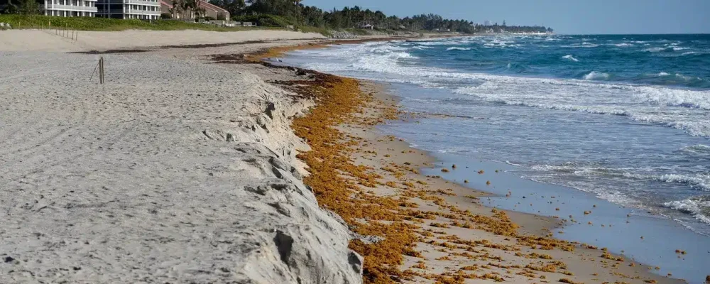 seaweed2