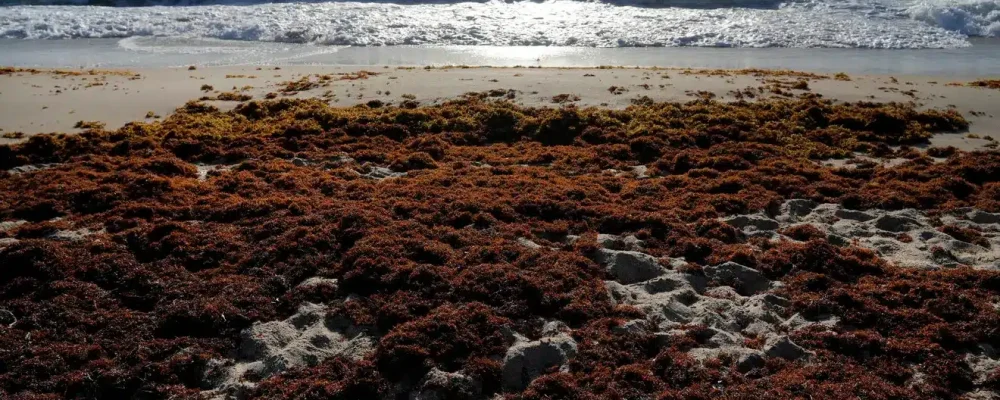 seaweed3