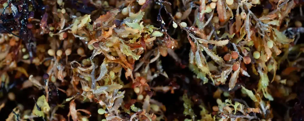 seaweed4