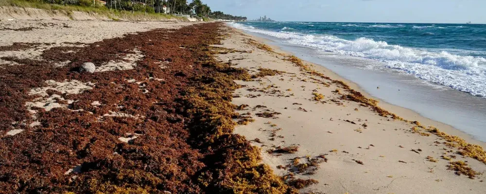 seaweed5